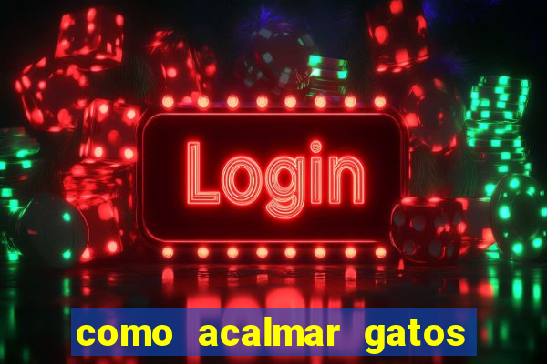 como acalmar gatos agitados a noite